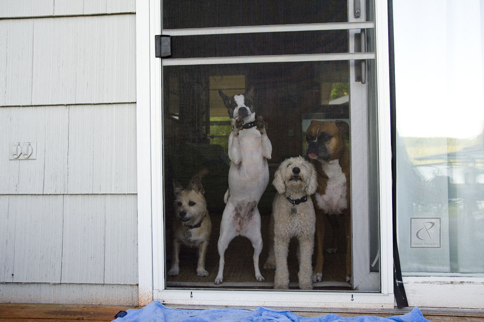 TraverseCityPhotographer1